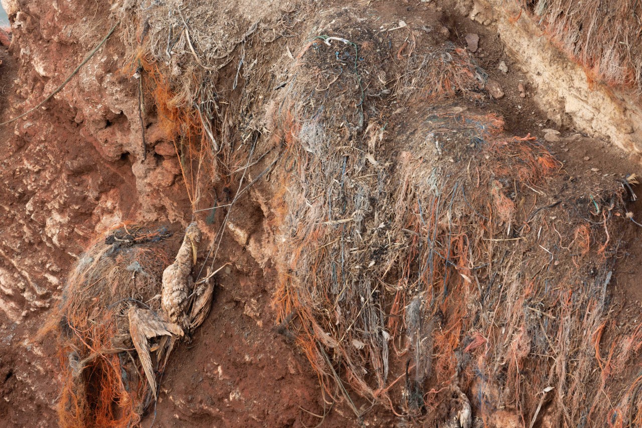 Ein im Plastikmüll erhängter Basstölpel am Brutfelsen auf der Nordsee-Insel Helgoland.