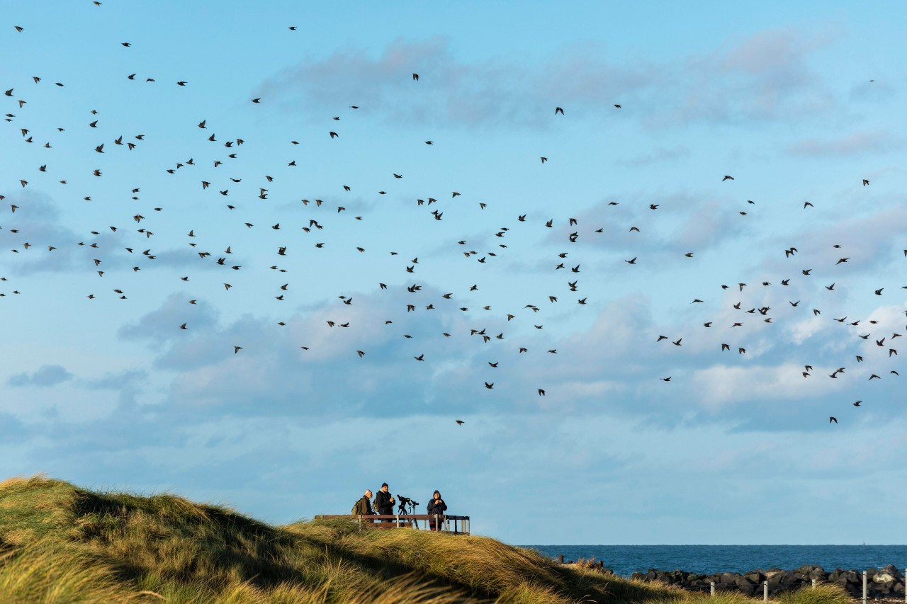 Auf der Nordsee-Insel Helgoland gibt es große Sorgen um die seltenen Vogelarten. 