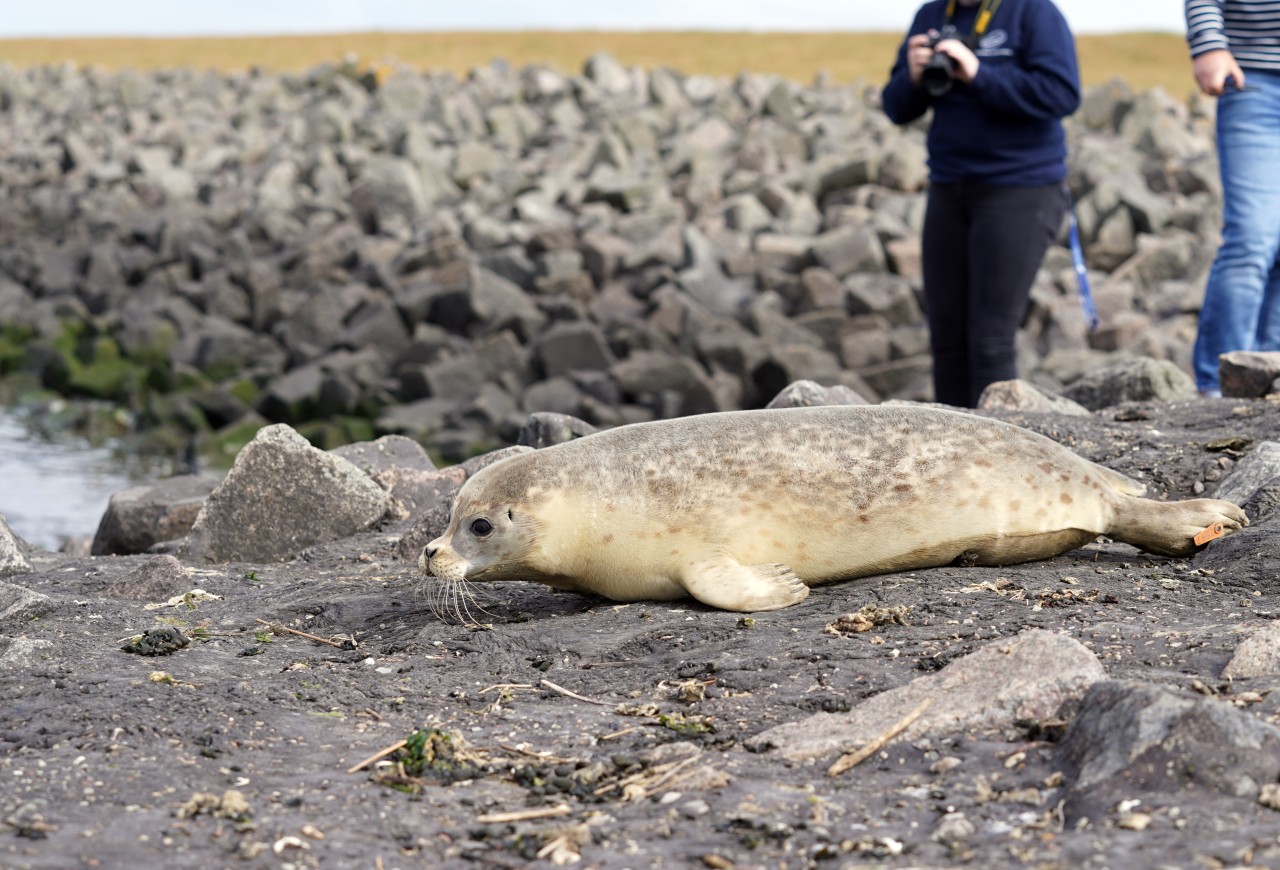Ein junger Seehund wird an der Nordsee ausgewildert. 