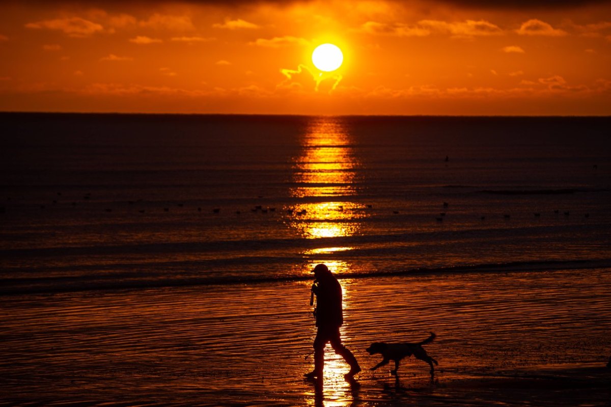 Nordsee Hund Sylt Insel.jpg