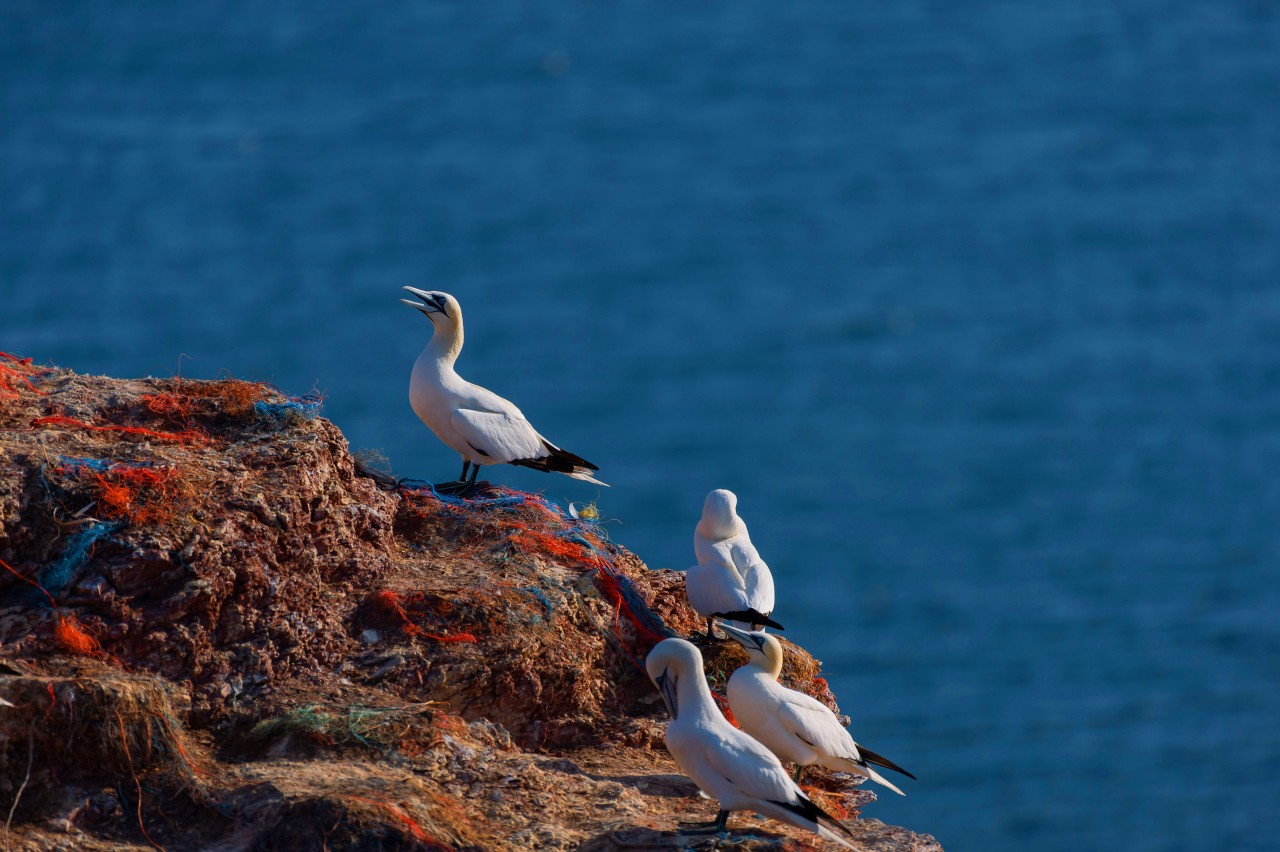 Für Nordsee-Vögel kann der Müll in der Natur tödliche Folgen haben.