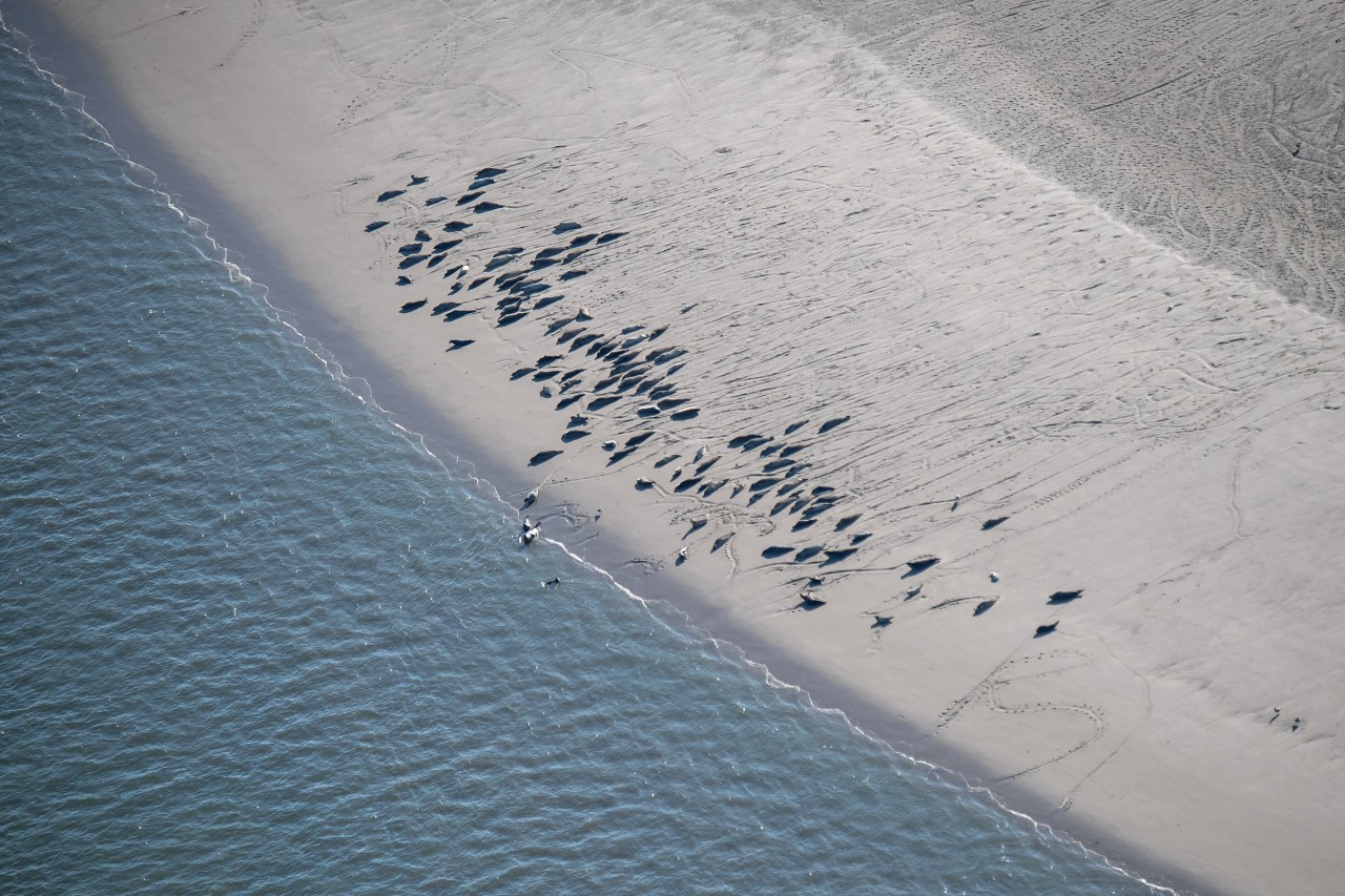 Seehunde liegen am Strand von Langeoog.