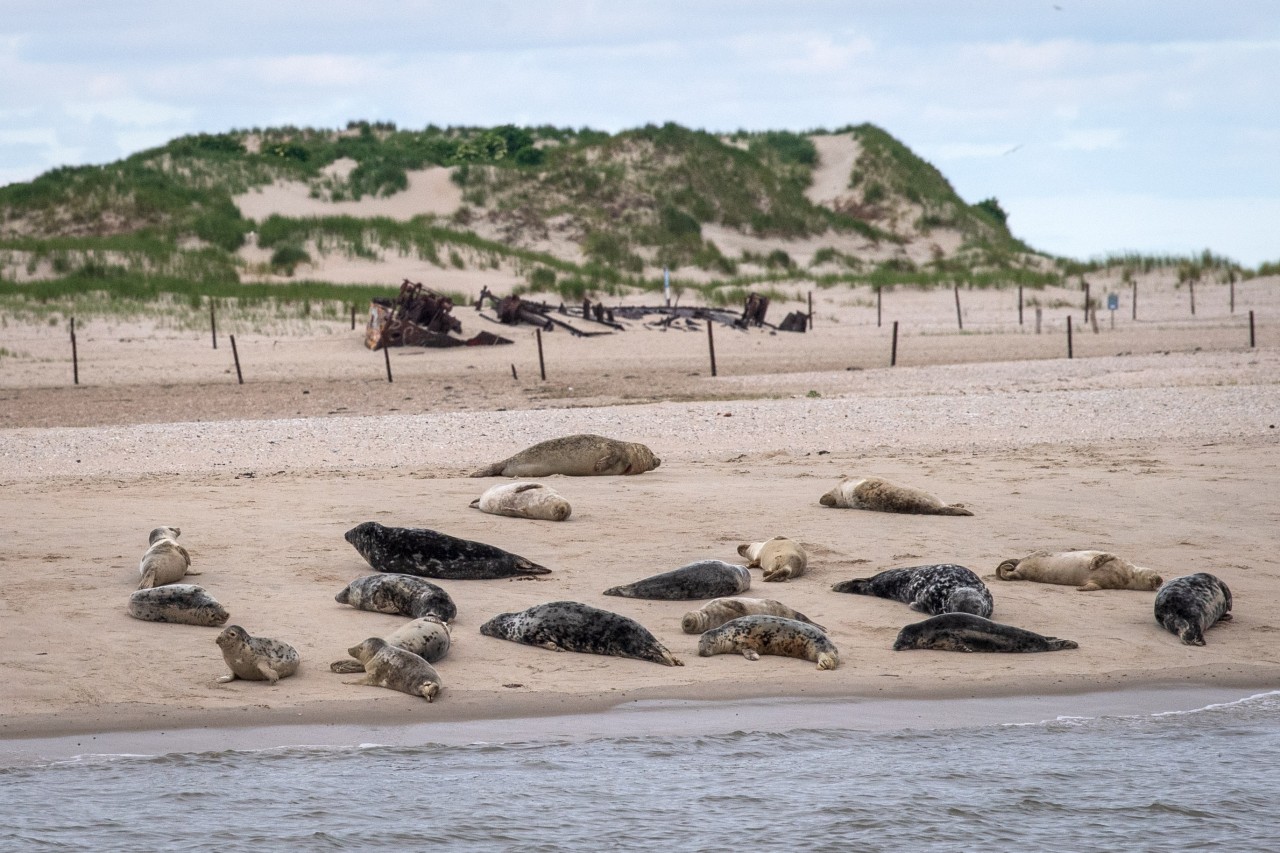 Seehunde und Robben am Strand von Norderney.