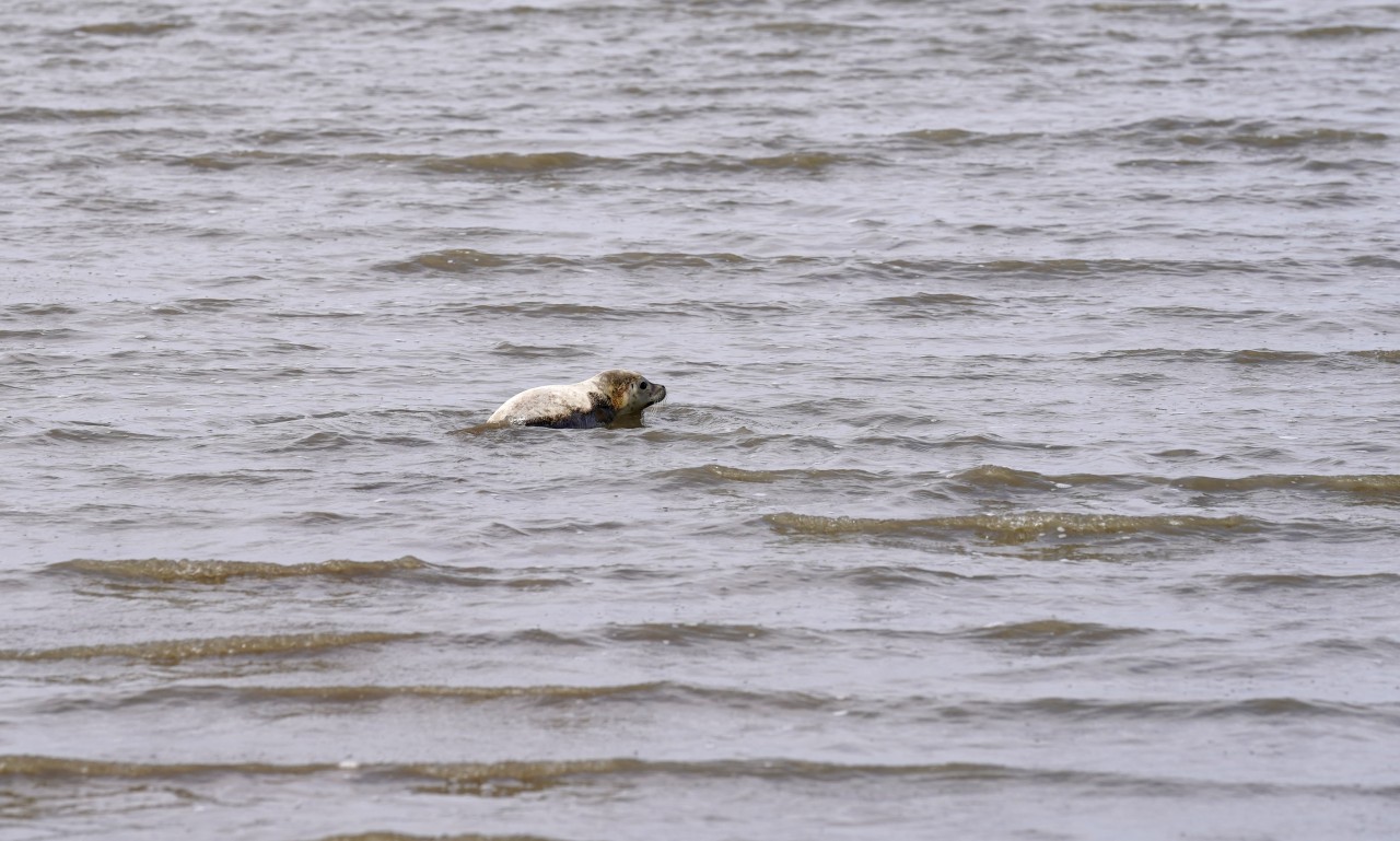 Ein Seehund in der Nordsee.