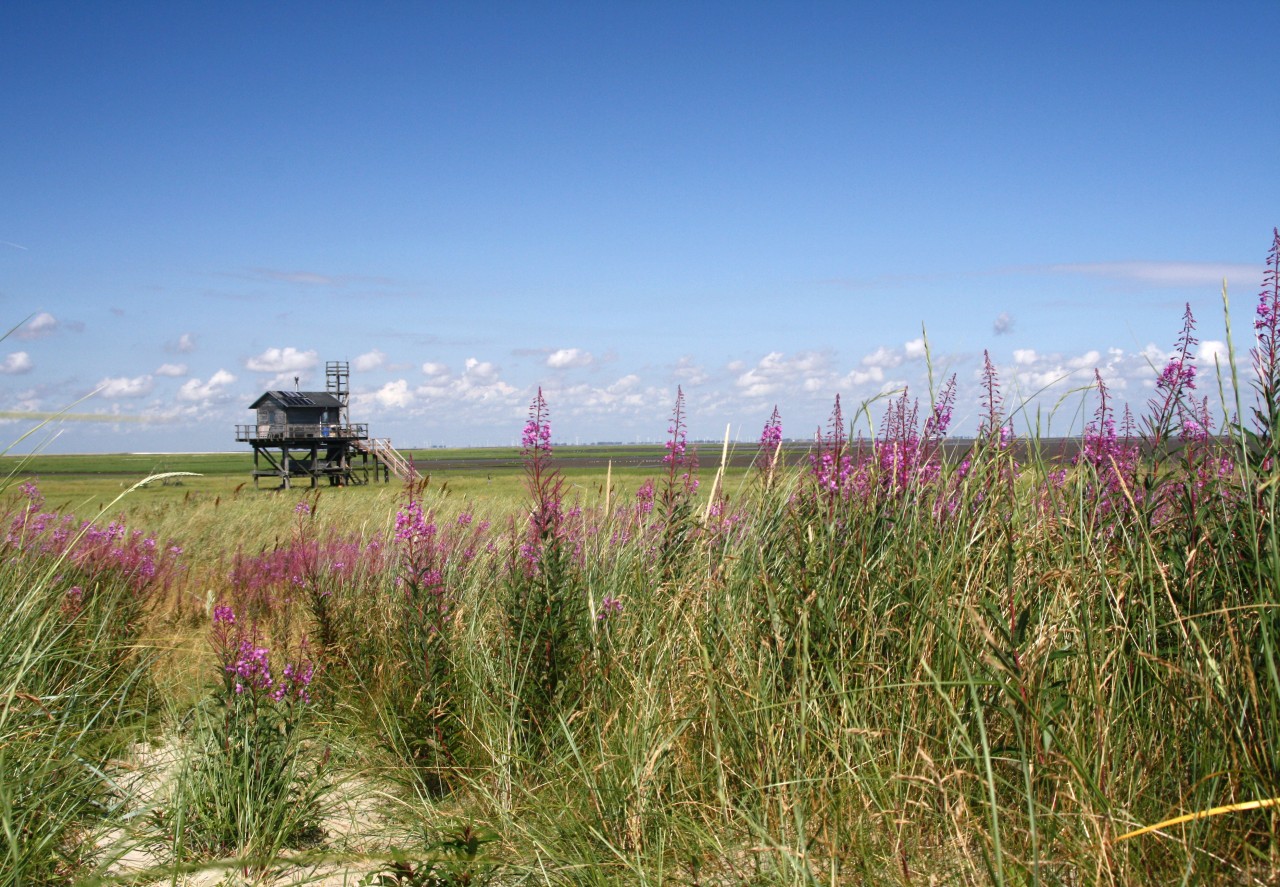 Idylle an der Nordsee.