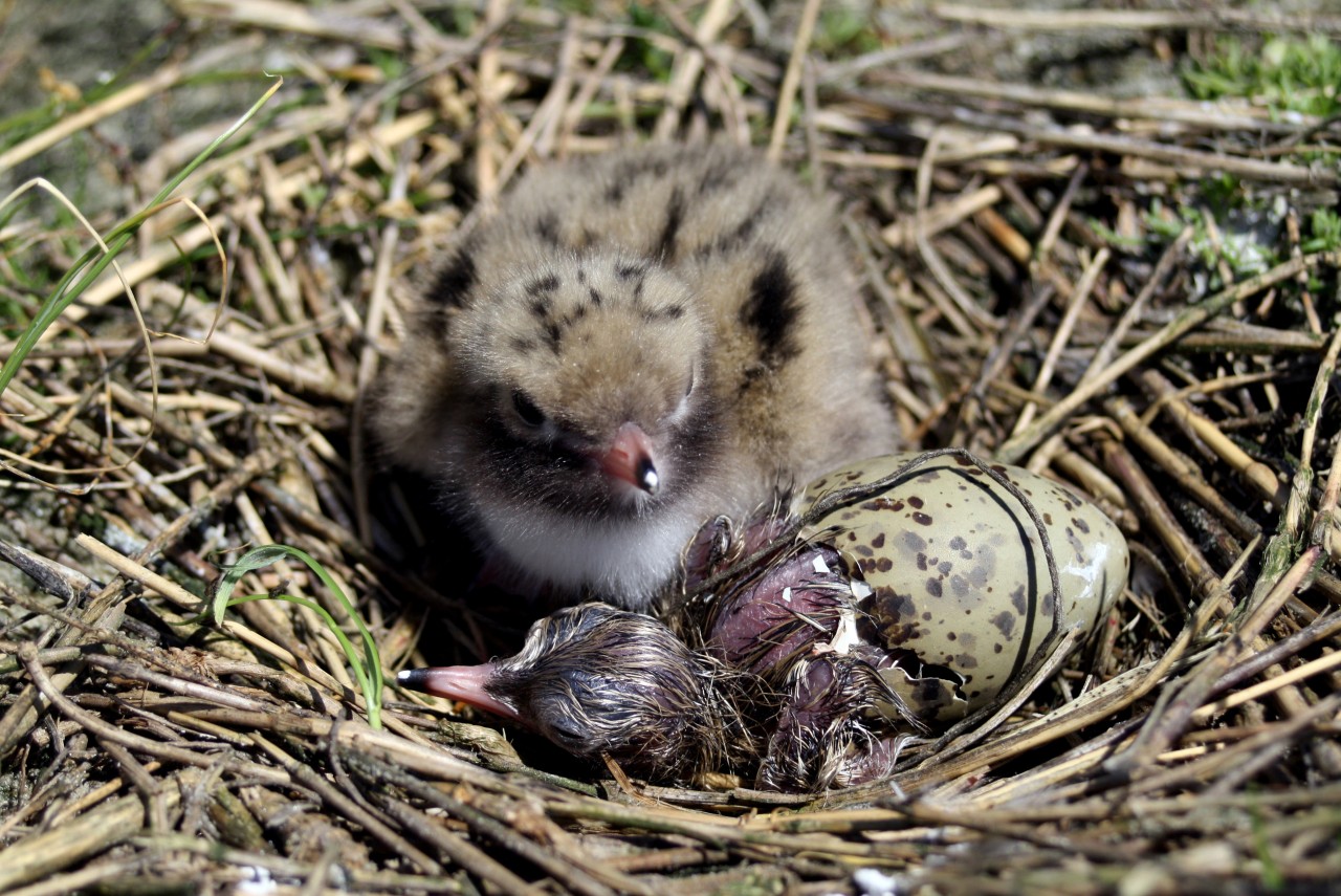 Nordsee: Zwei Fluss-Seeschwalbenküken sitzen in ihrem Nest auf der Vogelschutzinsel Trischen.