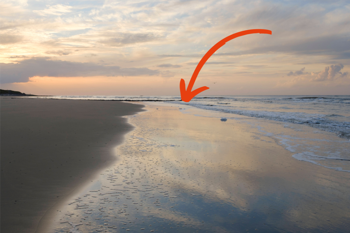 Nordsee Wangerooge Seepferdchen.png