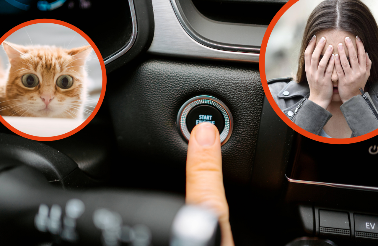 Mit den Schreien einer Katze hat die Frau in Ostfriesland sicher nicht gerechnet, als sie den Autoschlüssel umdrehte.