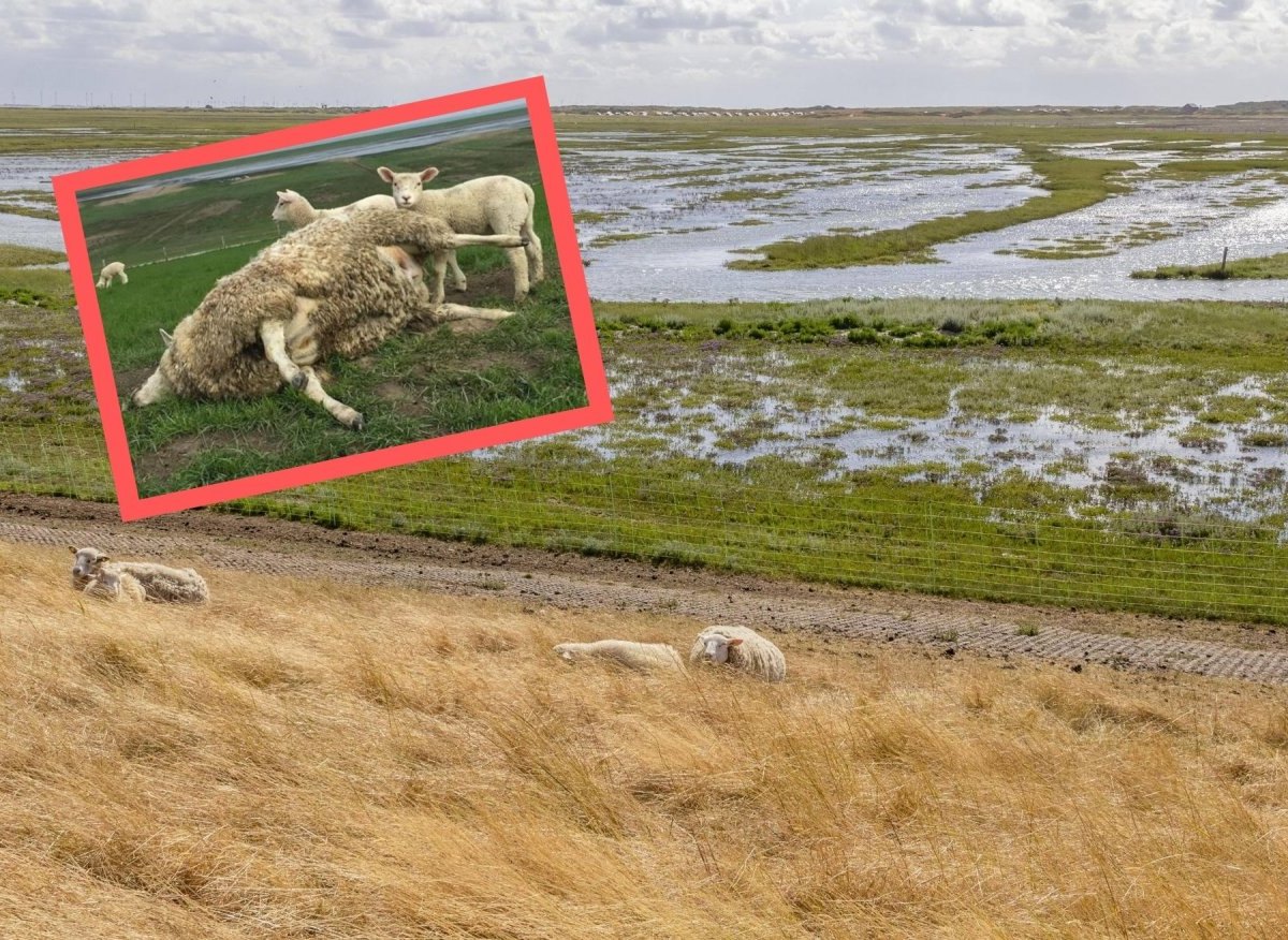 Ostfriesland Schaf.jpg