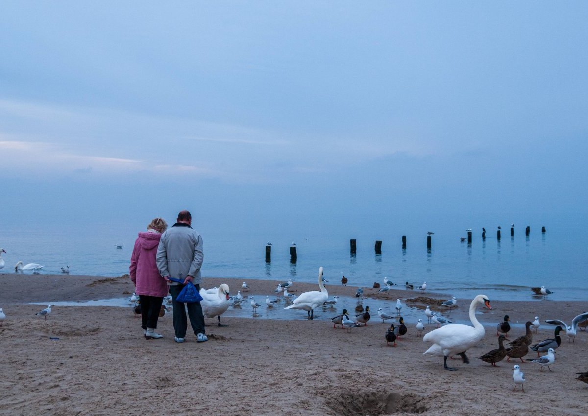 Ostsee Corona Pandemie Geflügelpest Schleswig-Holstein Geflügelpest