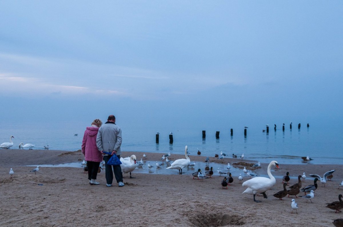 Ostsee Corona Pandemie Geflügelpest Schleswig-Holstein Geflügelpest
