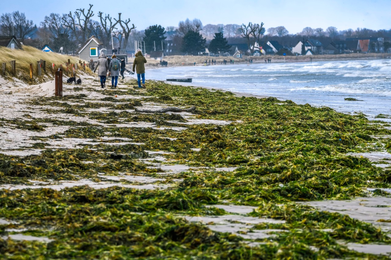 Algen am Ostsee-Strand von Scharbeutz.