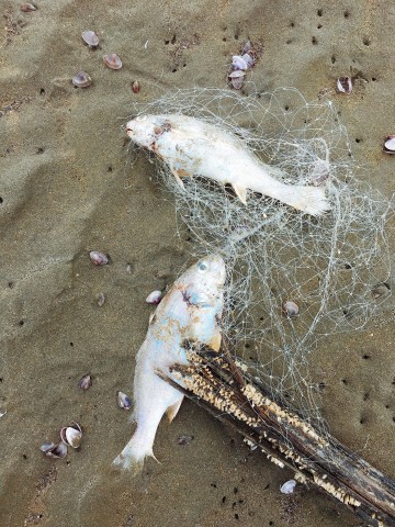 Fischer verfangen sich in alten Fischernetzen und sterben
