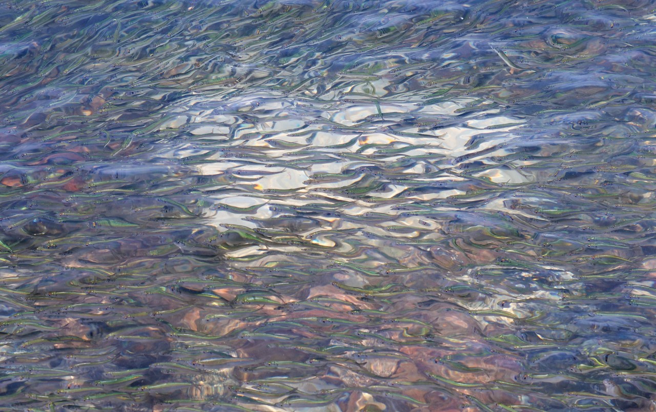 Junge Heringe schwimmen in einem großen Schwarm in der Ostsee