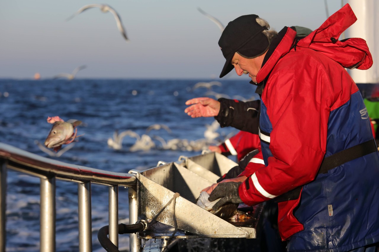 Ein Hochseeangler wirft einen Fischkopf in die Ostsee (Symbolfoto).