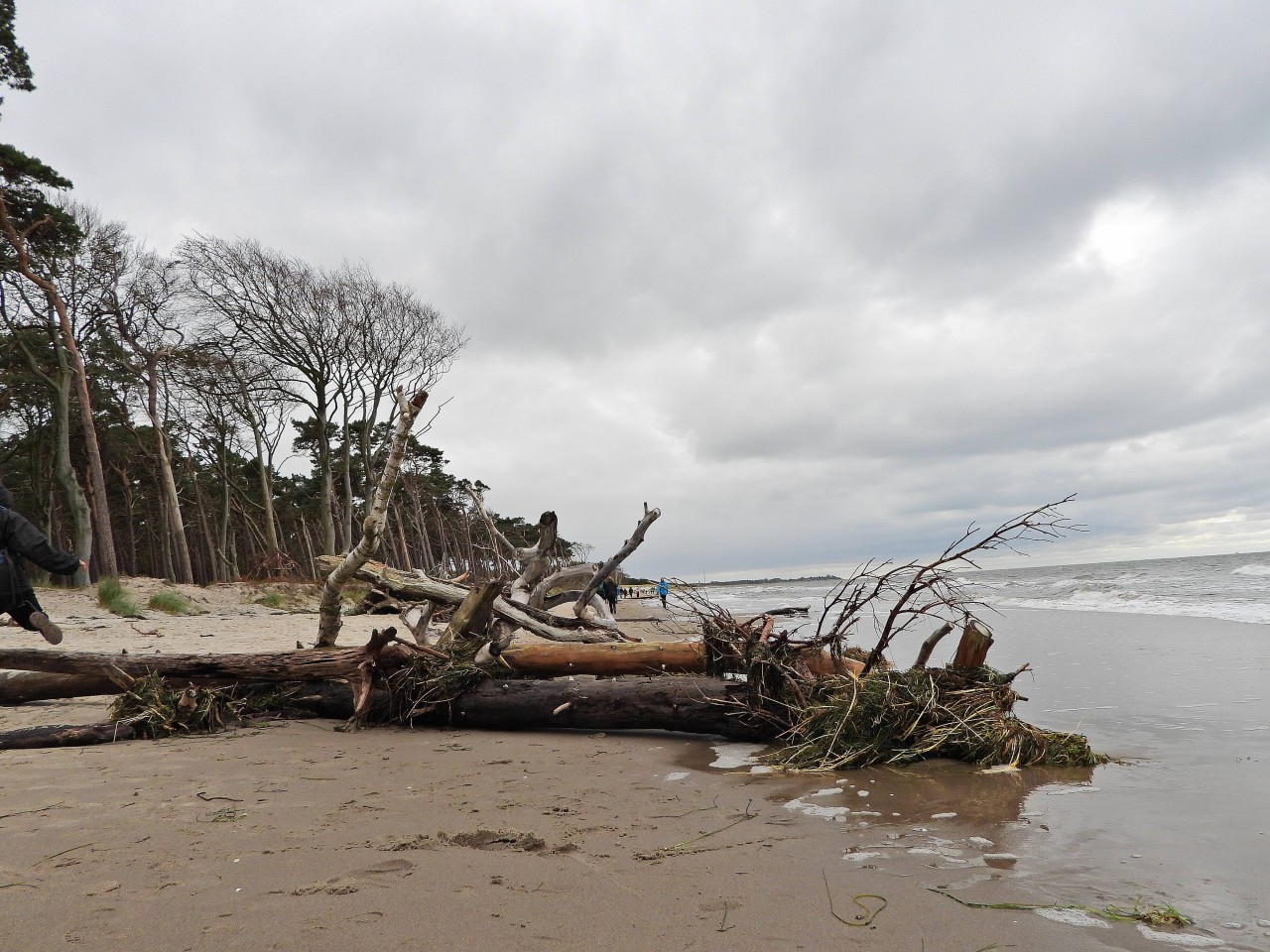 Sturmschäden an der Ostsee in Fischland-Darß-Zingst. 