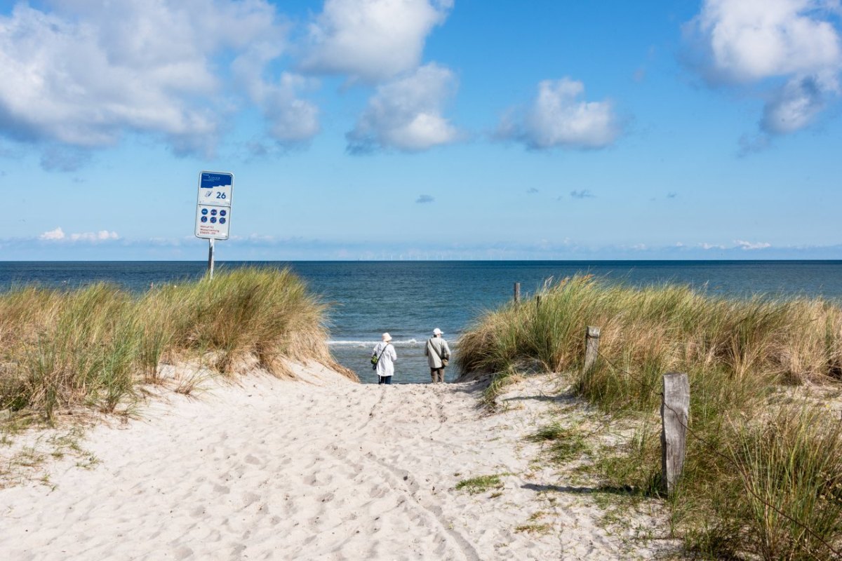 Ostsee Tiere Urlaub Sandwolfspinne Bliesdorf Schashagen Facebook Spinne Insekt