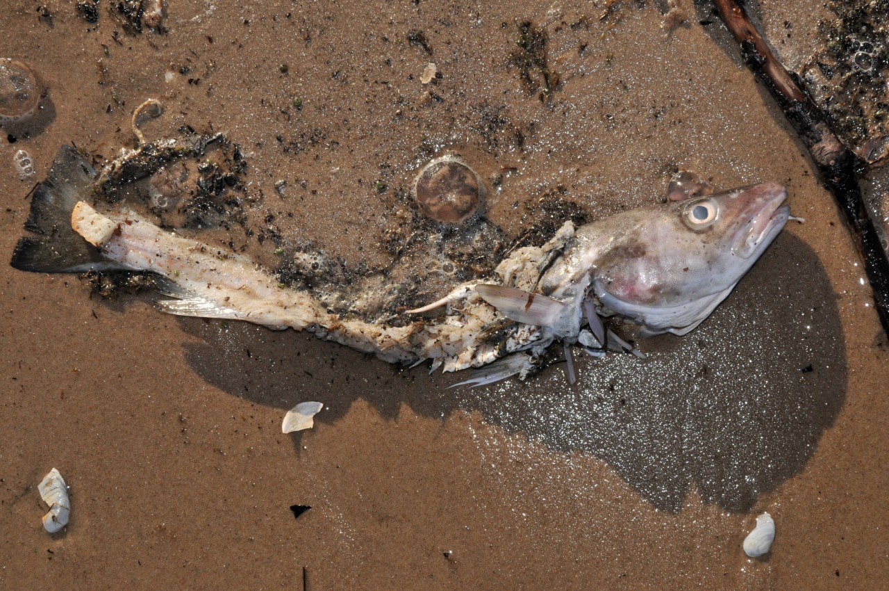 Ein toter Fisch liegt an der Ostsee.