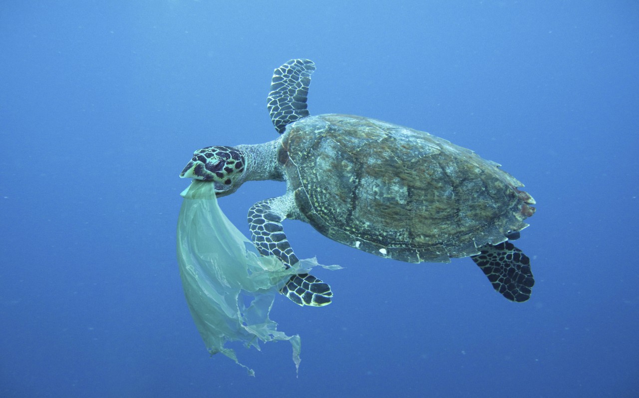 Plastik in den Weltmeeren bedeutet auch den Tod und die hohe Bedrohung für einige Meeresbewohner. Auch die Tiere an Ostsee und Nordsee mussten unter den Ausmaßen bereits stark leiden.