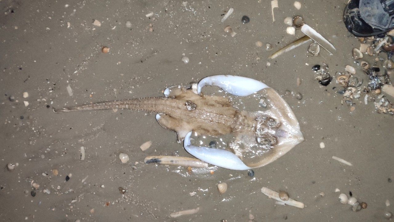 Die Urlauberin hat einen weiblichen Sternrochen entdeckt. 