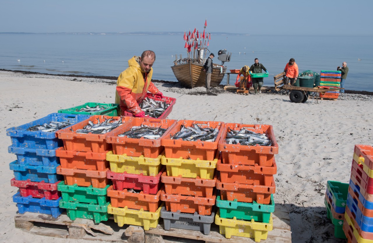 Ein Fischer füllt eine Kiste mit Heringen am Strand des Ostseebades Binz auf der Rügen (Archivfoto).