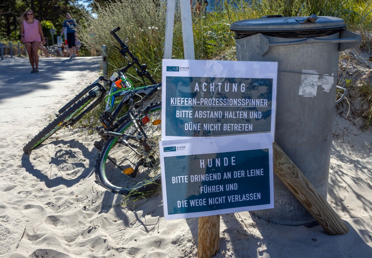 Am Strand von Rügen wurden Warnschilder gegen den Kiefernprozessionsspinners aufgestellt.