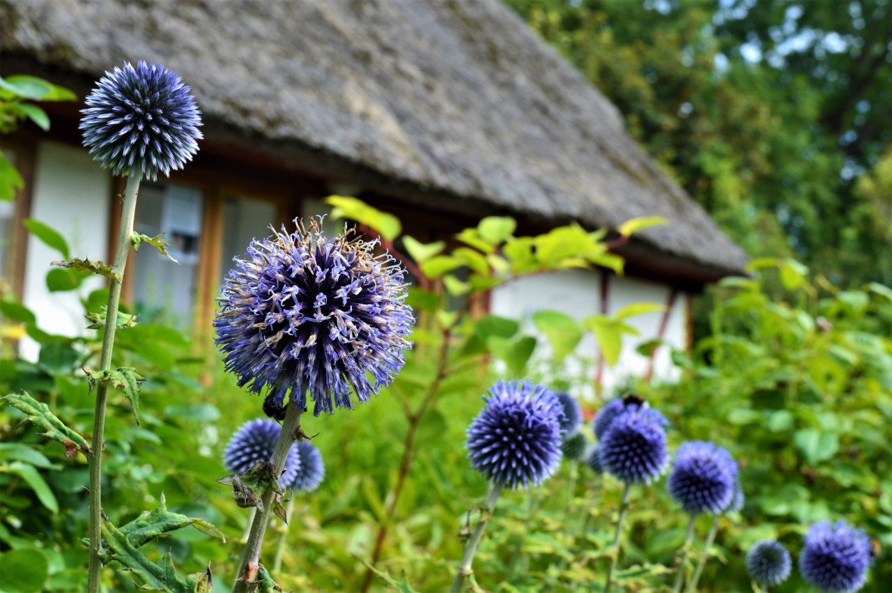 Ein blühender Garten auf Rügen (Symbolbild)