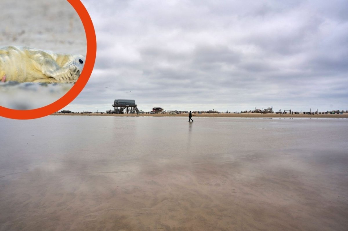 Sankt Peter-Ording Heuler.jpg