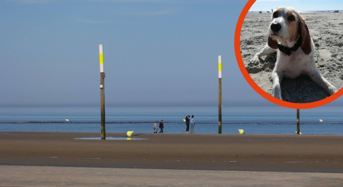 Sankt Peter-Ording Hund.jpg