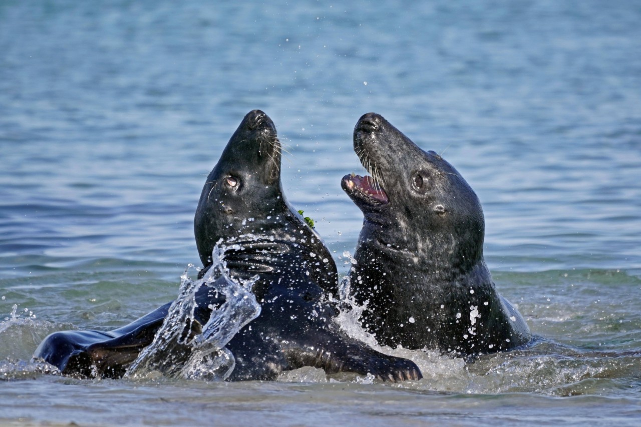 Kegelrobben sind bereits öfter in ihrem Verhalten aufgefallen. Seehunde, Schweinswale und sogar eigene Genossen ihrer Art sind schon oft Opfer der Raubtiere geworden (Symbolbild).