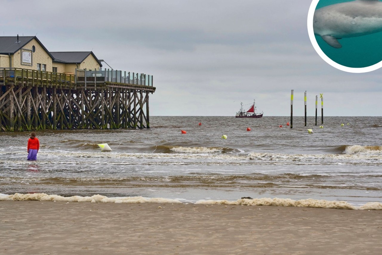 Sankt Peter-Ording: Das Meer ist Lebensraum für viele Tiere