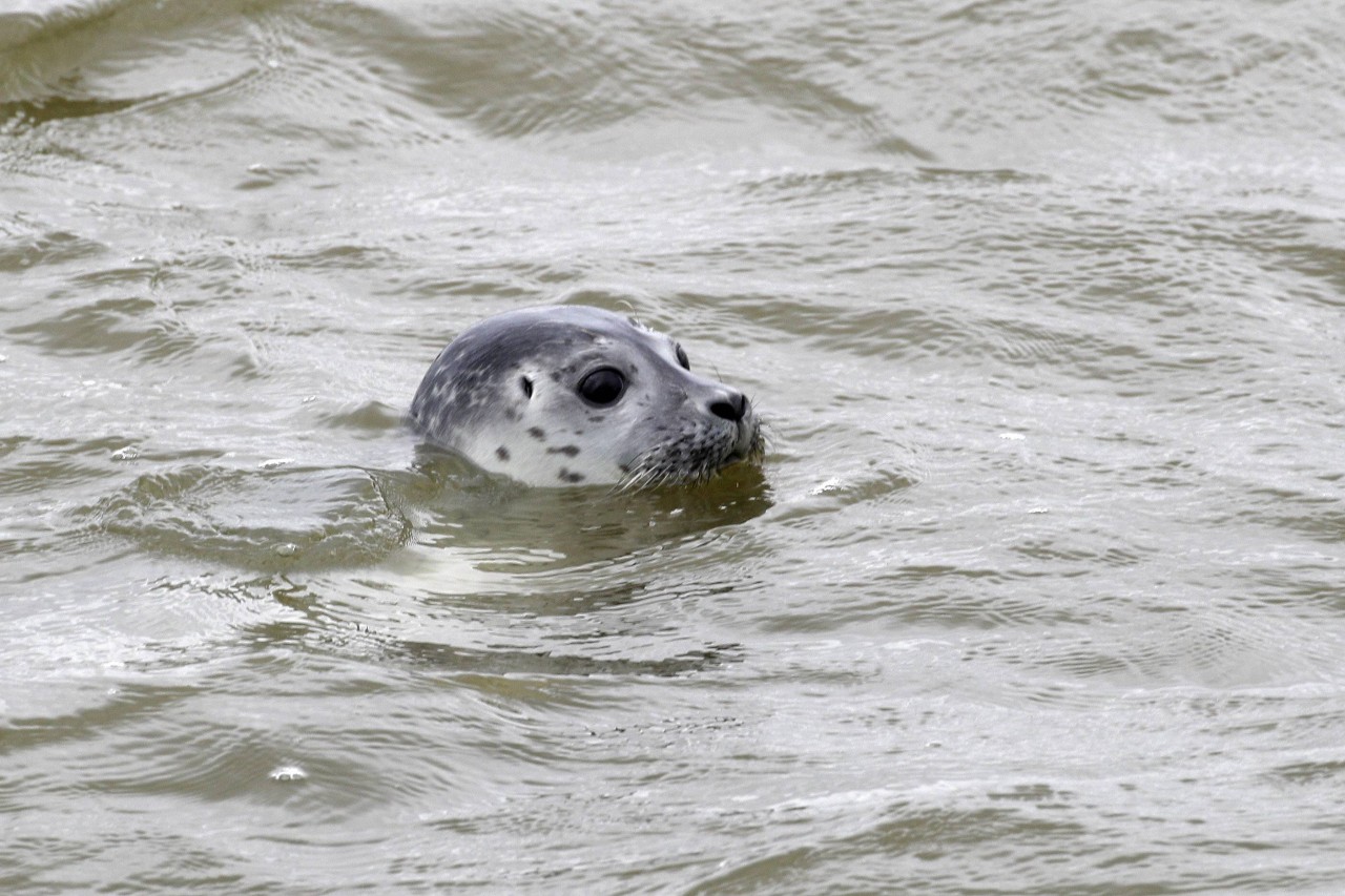 Ein Seehund in der Nordsee.