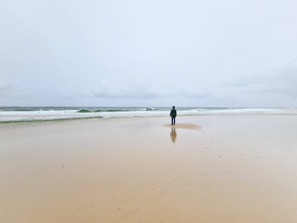 Schaf Sylt.jpg