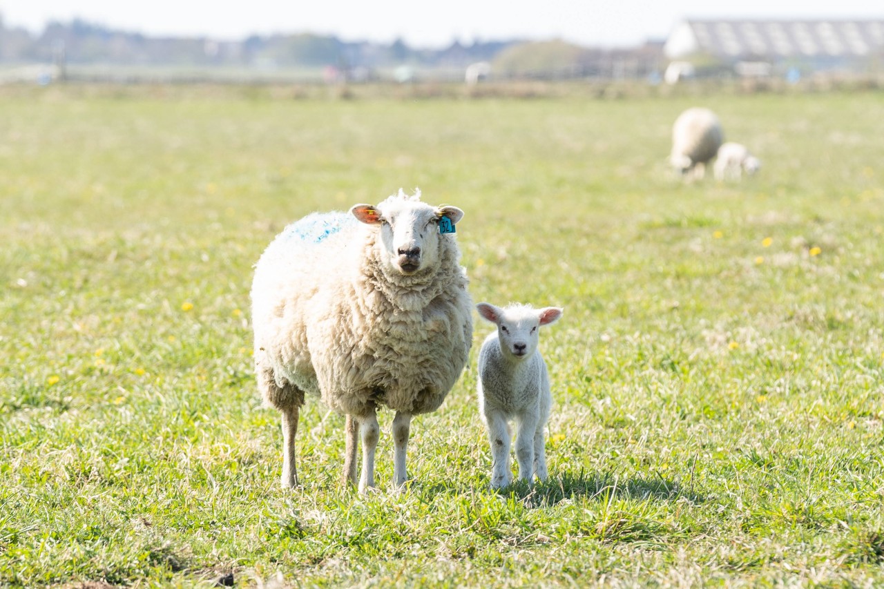 Ein Lamm auf Sylt wurde von seiner Herde getrennt (Symbolbild). 