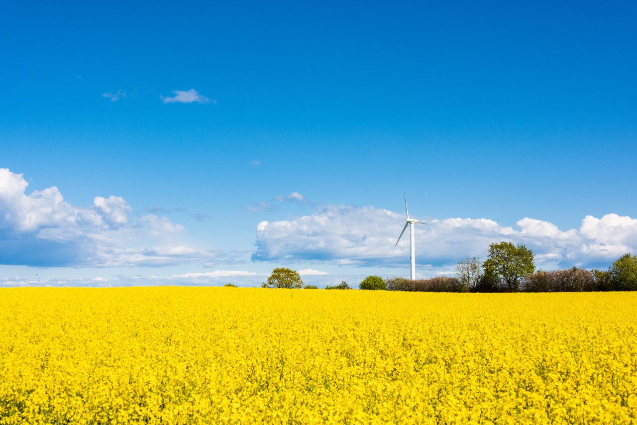 Rapsblüte mit Windrad in Schleswig-Holstein (Symbolbild)