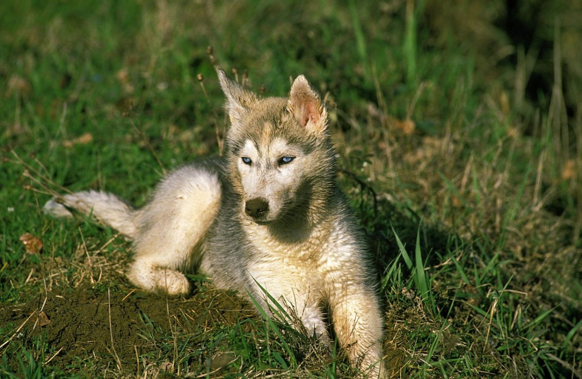 Schleswig-Holstein Husky.jpg