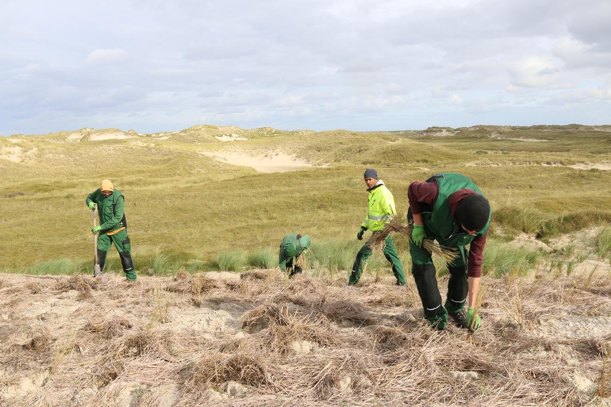 Strandhafer-Pflanzung auf Norderney