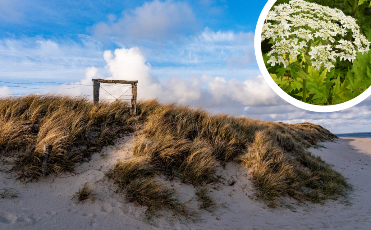 Sylt Herkulesstaude Riesenbärenklau