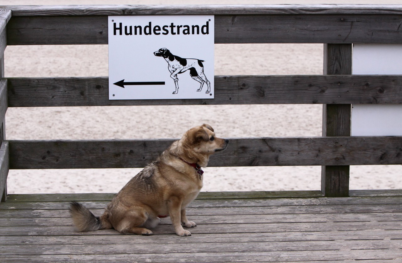 An 15 Stände auf Sylt dürfen die Hunde freilaufen.