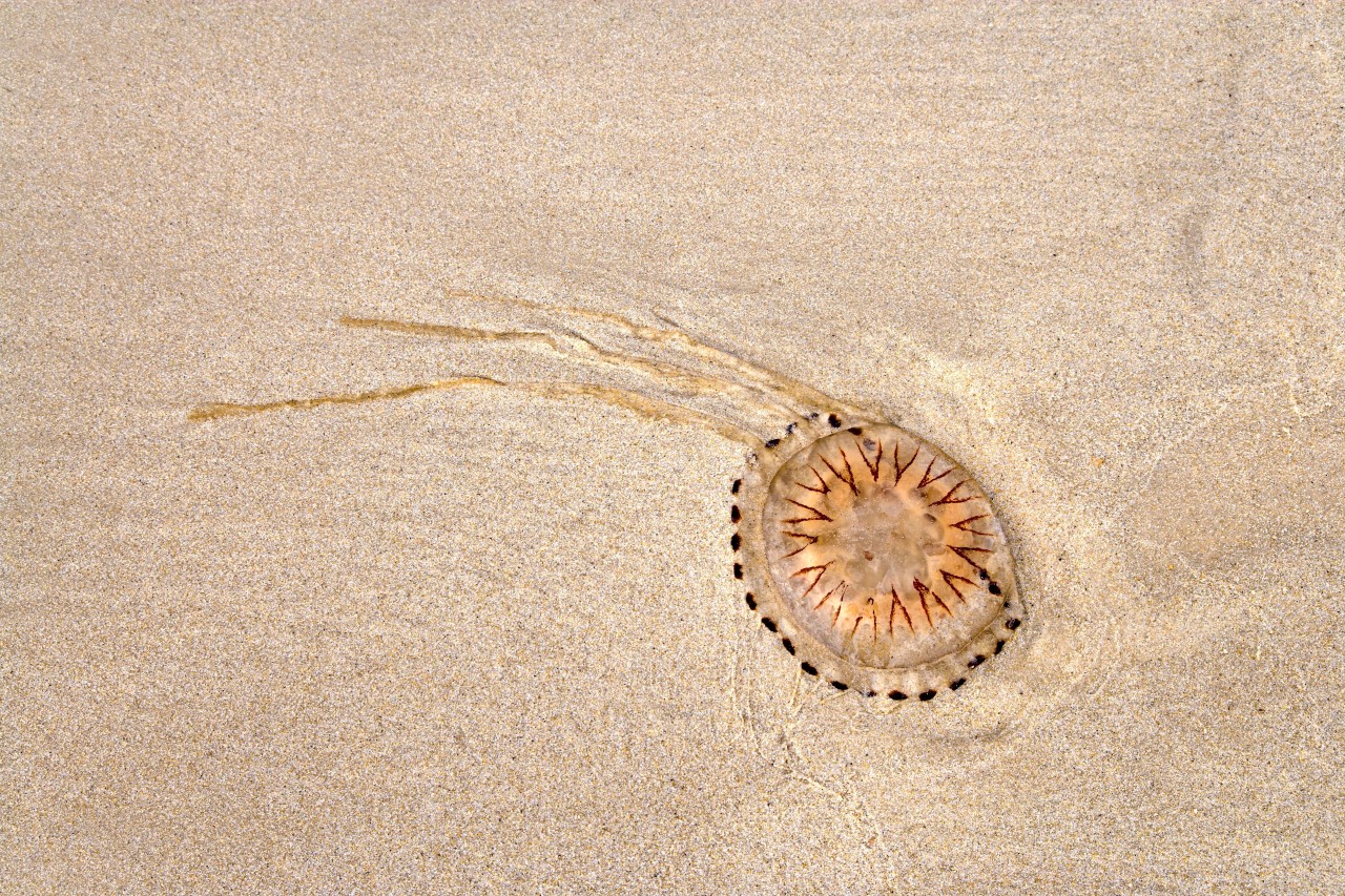 Eine Feuerqualle am Strand von Sylt.