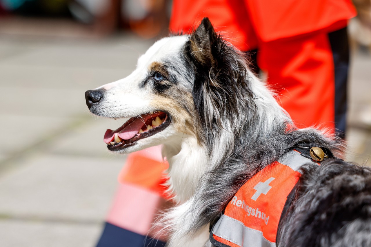Ein trauriger Verlust: Der Hund half bei vielen Einsätzen mit, Menschen auf Sylt das Leben zu retten (Symbolbild).