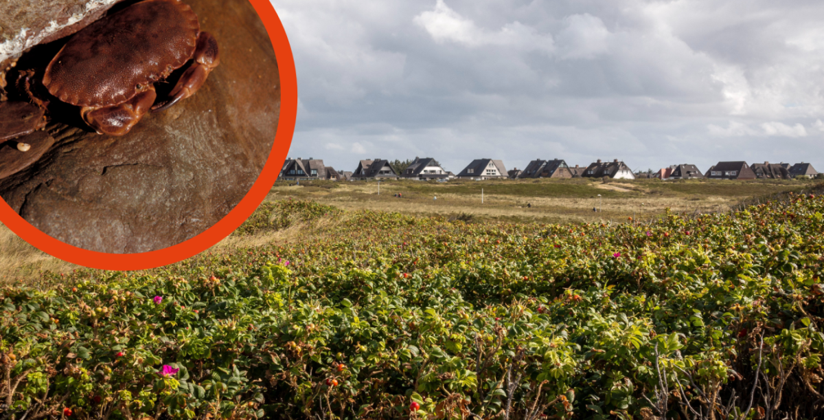 Sylt-Urlauber Fund Strand Hörnum Taschenkrebs Helgoland Knieper