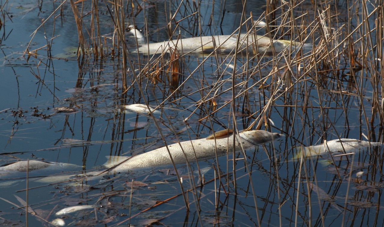 Verschiedenste Arten von toten Fischen wurden am Ufer gefunden. 