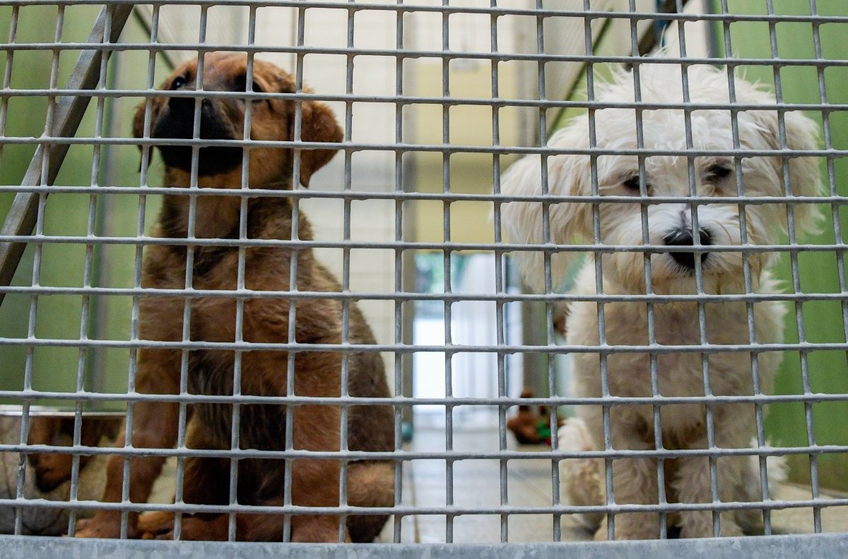 Tierheim Hamburg Tierschutzverein HTV Corona Lockdown Homeoffice Ferien Aussetzung Welpenhandel Welpenmafia Massentierhaltung Hunde