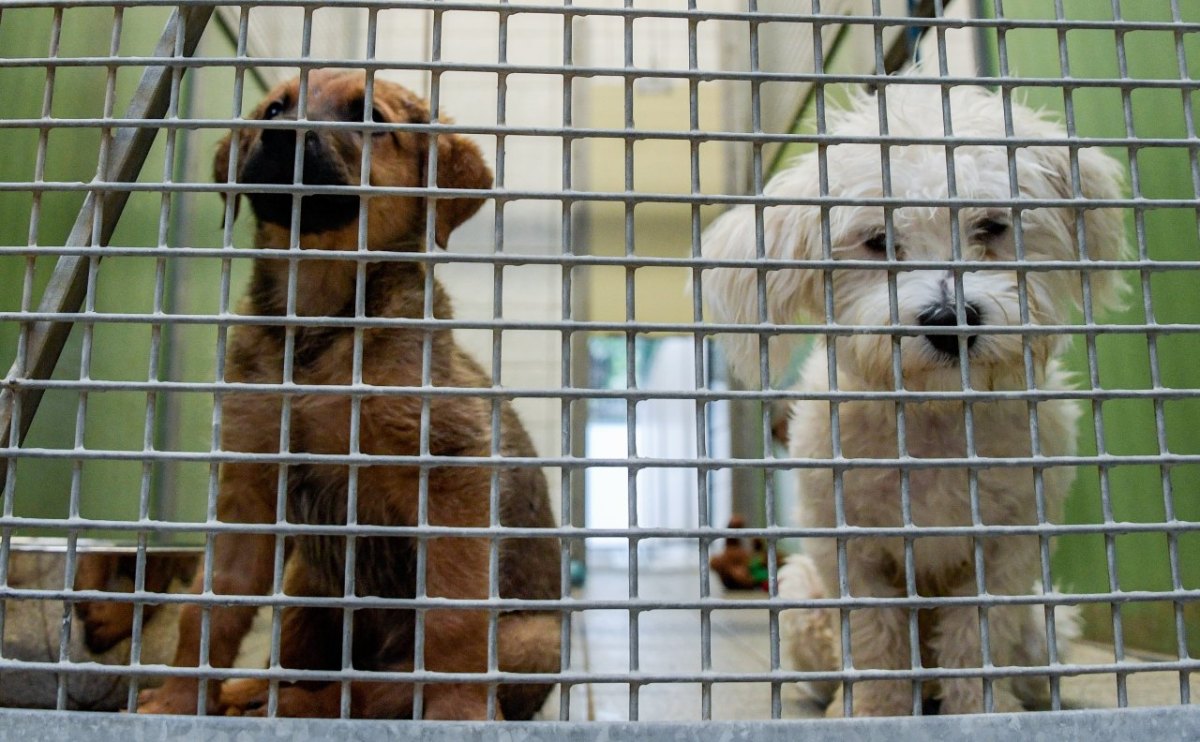 Tierheim Hamburg Tierschutzverein HTV Corona Lockdown Homeoffice Ferien Aussetzung Welpenhandel Welpenmafia Massentierhaltung Hunde