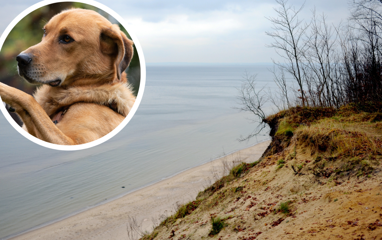 Auf der Insel Usedom ist ein Hund mehrere Meter in die Tiefe gestürzt (Symbolbild). 