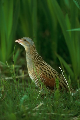 Der Wachtelkönig gehört zu den gefährdeten Tierarten im Moorgürtel