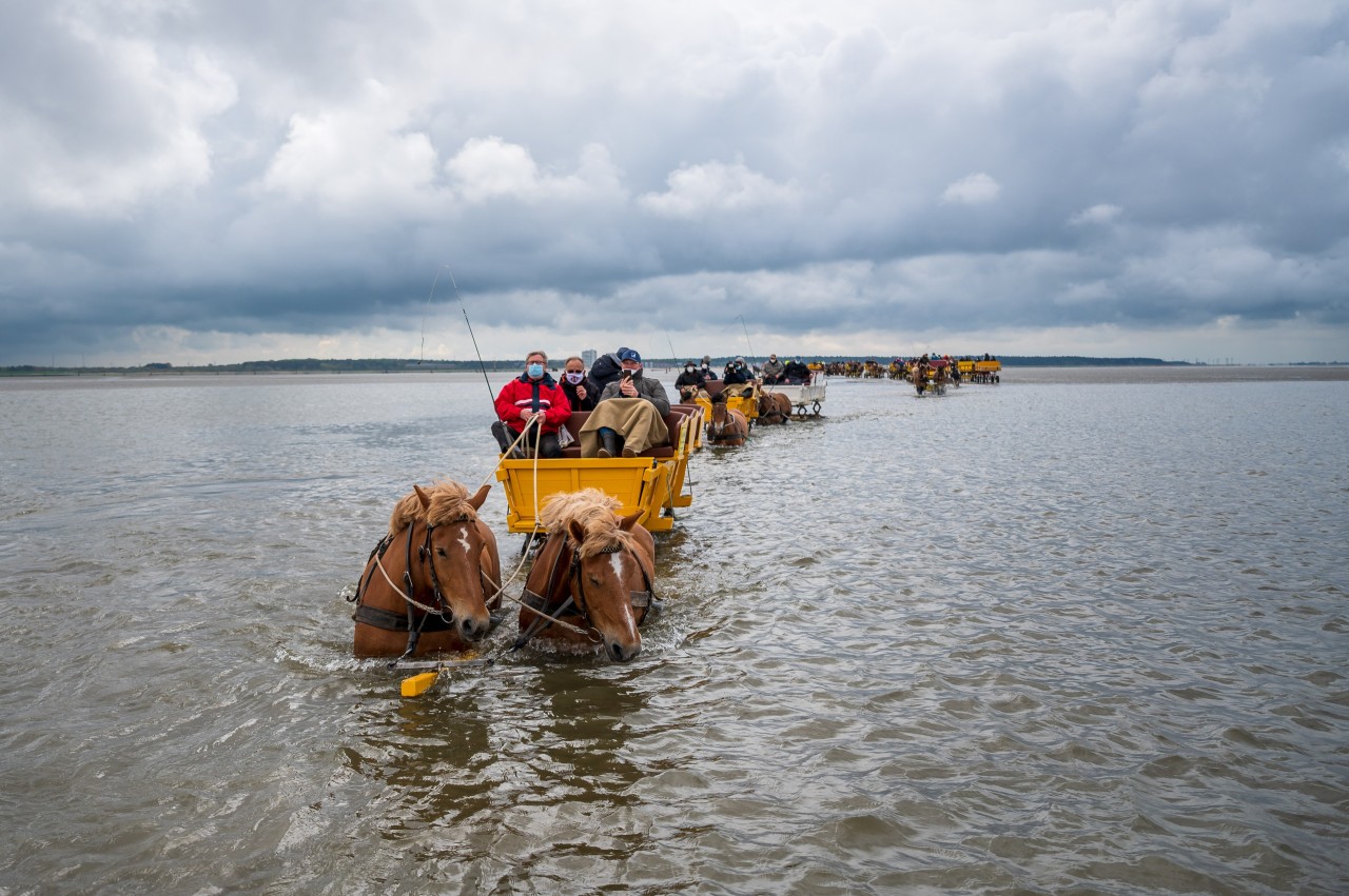 Immer tiefer versinken die Pferde der Kutscher in den Nordsee-Prielen. 