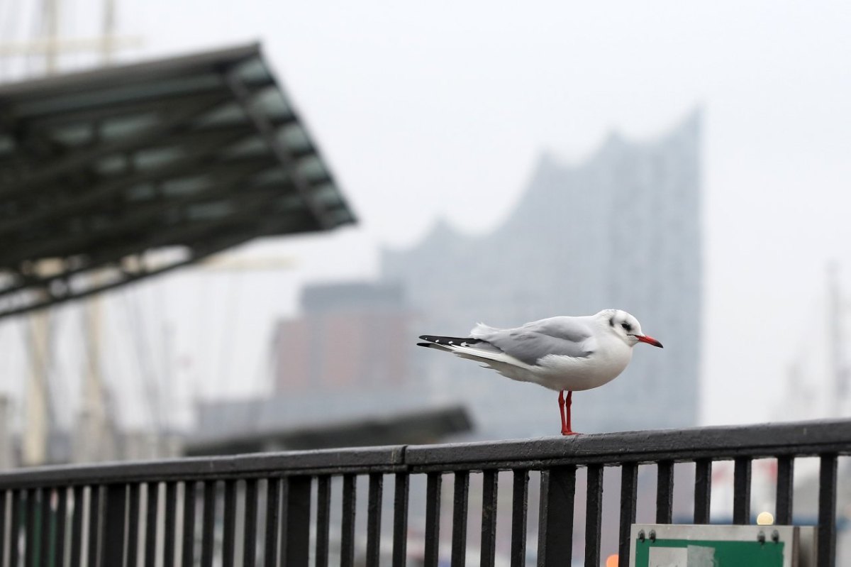 Wetter-Hamburg-Möwe.jpg