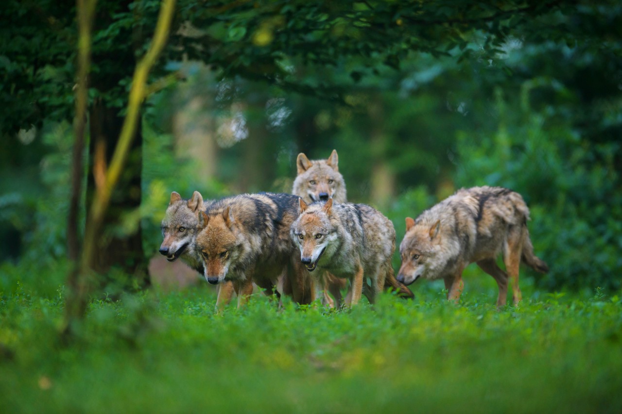 Rund 30 Wölfe leben derzeit im Cuxland. 